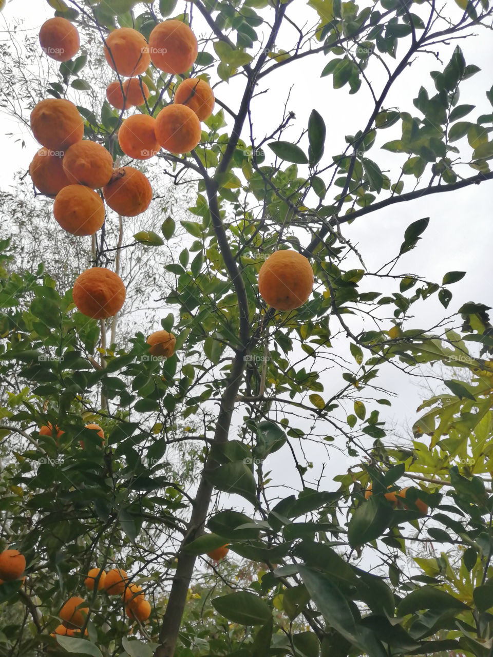 Citrus medica or kimb, eaten raw for they are a rich source of vitamin C, minerals, fibre etc. and they are still in great demand.All the citrus fruits are a rich source of ascorbic acid ( vitamin C) which helps in preventing scurvy.