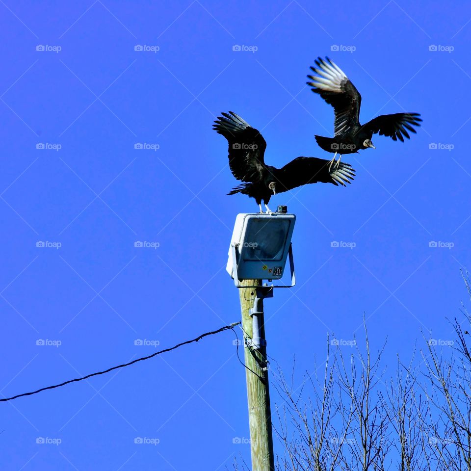 Two Vultures vying for the same perch