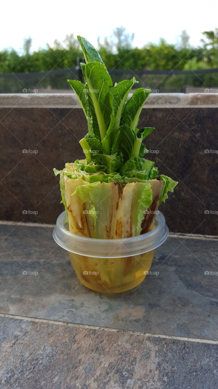 Regrown lettuce