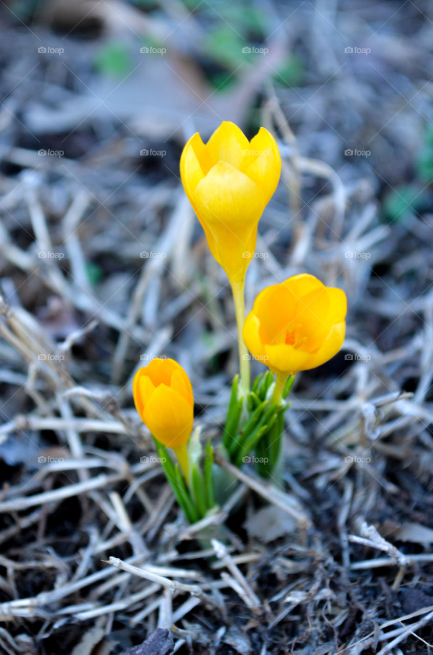 crocuses the first flower blooming of the year