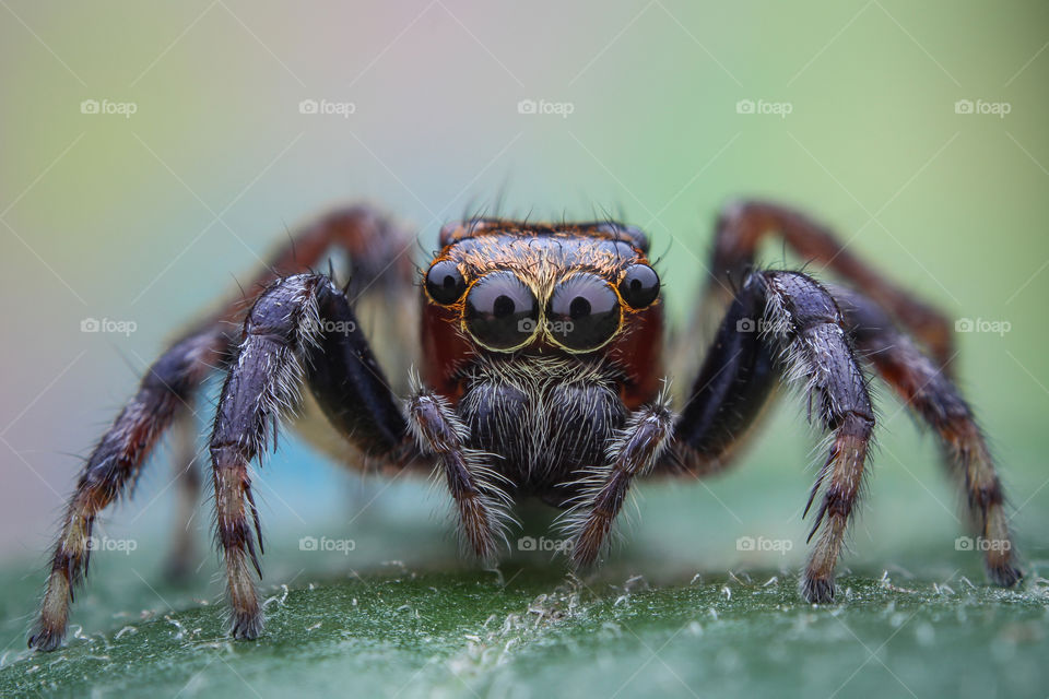 Portrait Jumping spider