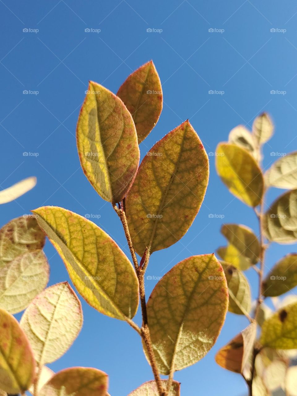 Close up of yellow shrub leaves emerging in a beautiful clear sky sunny day.  Early signs of Spring.