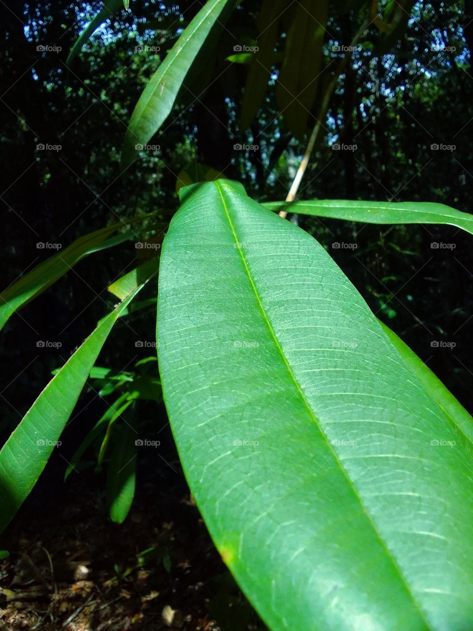 aridda plant(ආරිද්ද) 
sri lanka 
Kanneliya forest