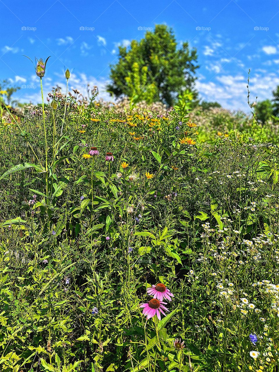 Wildflowers at the park, summertime at the park, flowers in bloom at the park