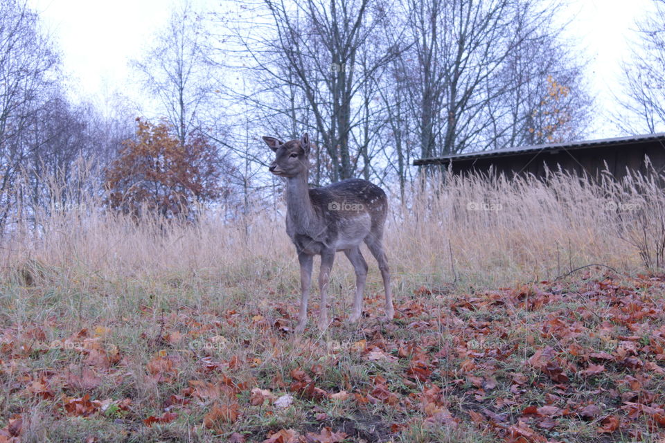 Fallow deer