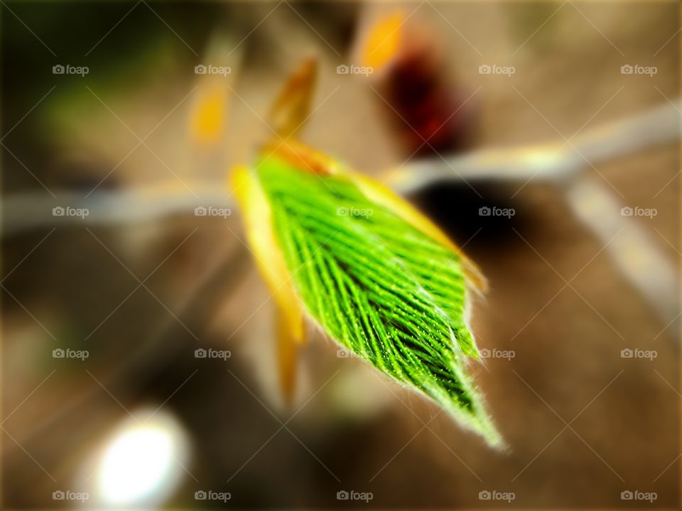 Young Beech Leaf