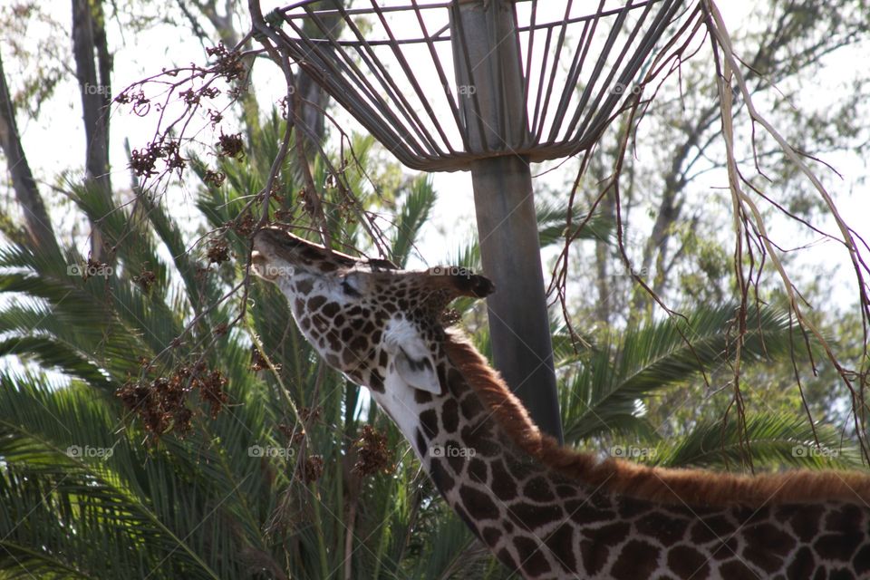 Giraffe sun bathing 