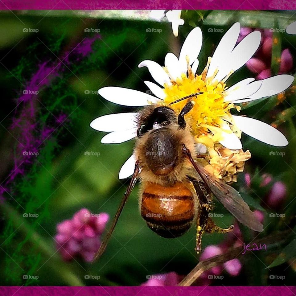 honey bee on flower