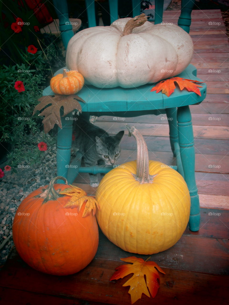 Pumpkin time