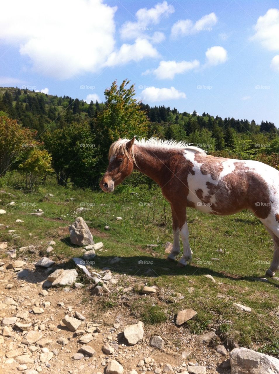 Pony at Grayson Highlanda. Taken at Grayson Highlands State Park. The "wild" ponies are adorable and remarkably friendly. 