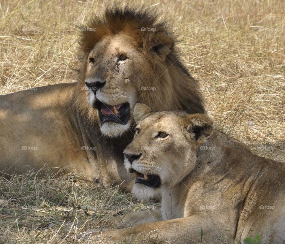 Happy lion couple