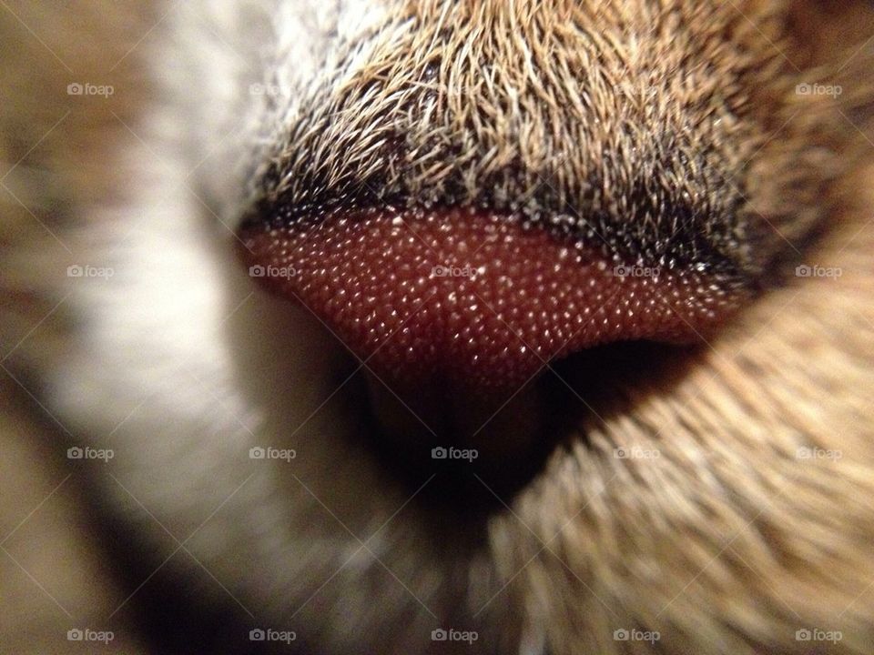 Cat nose.