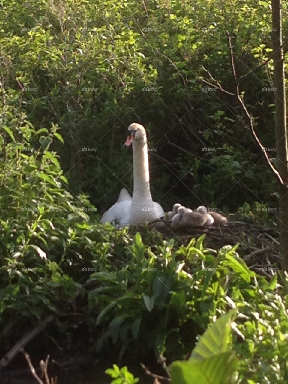 Swan with cygnets in the nest