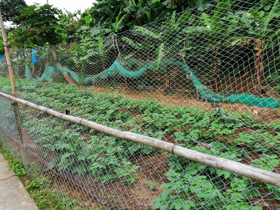 An organic farm on the Lantau Island, Hong Kong