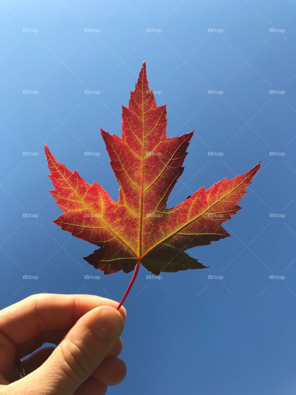 Closeup of a red maple leaf