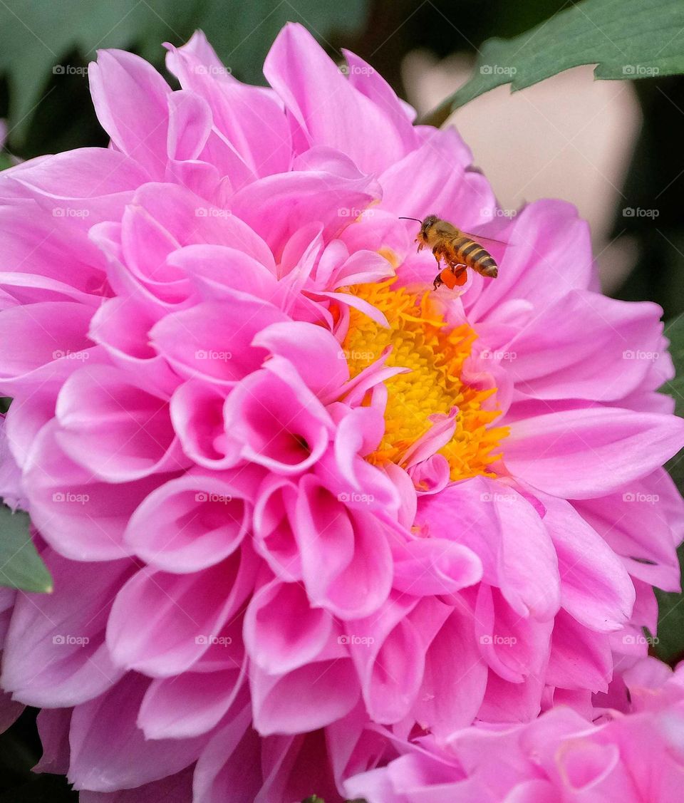 flying Bee with flower