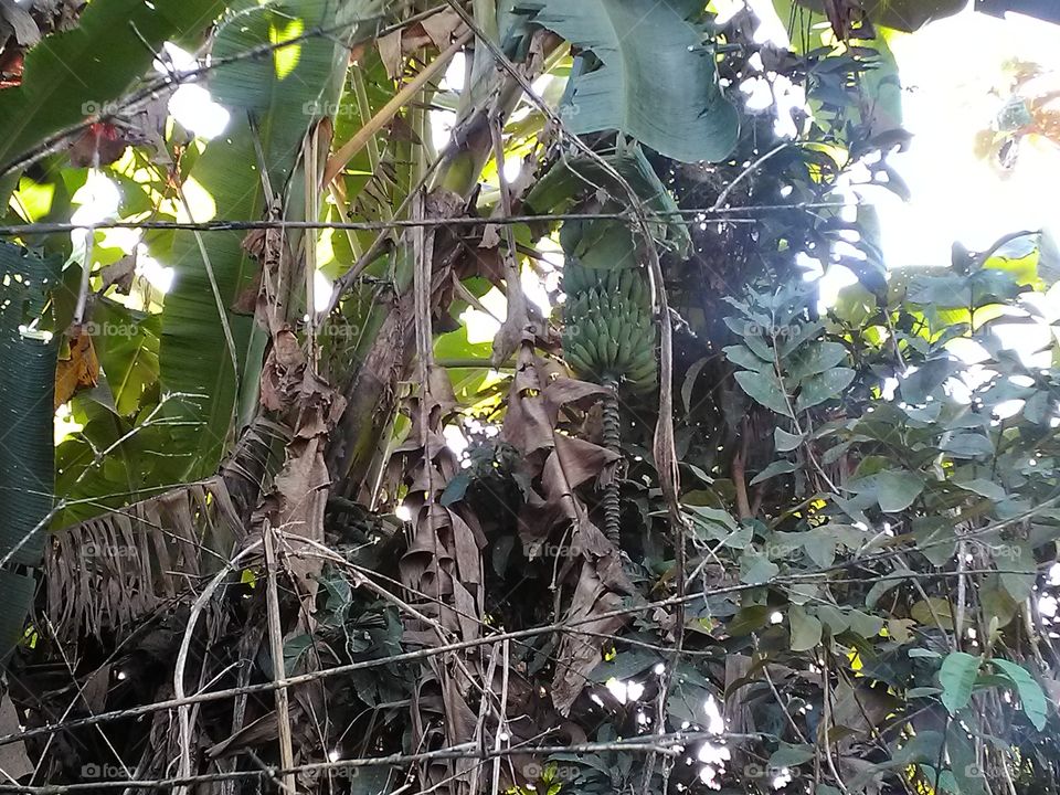 garden banana tree