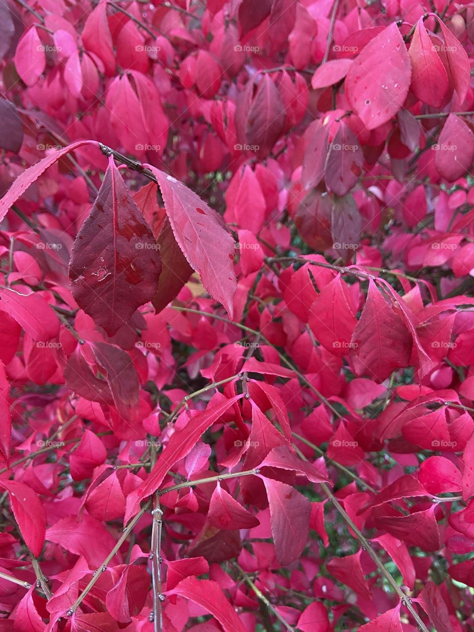 Close up of Pink leaves in autumn 