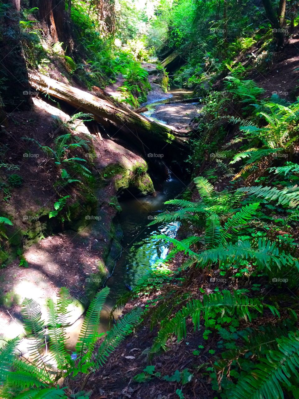 Outdoors nature . Taken in a redwood forest 