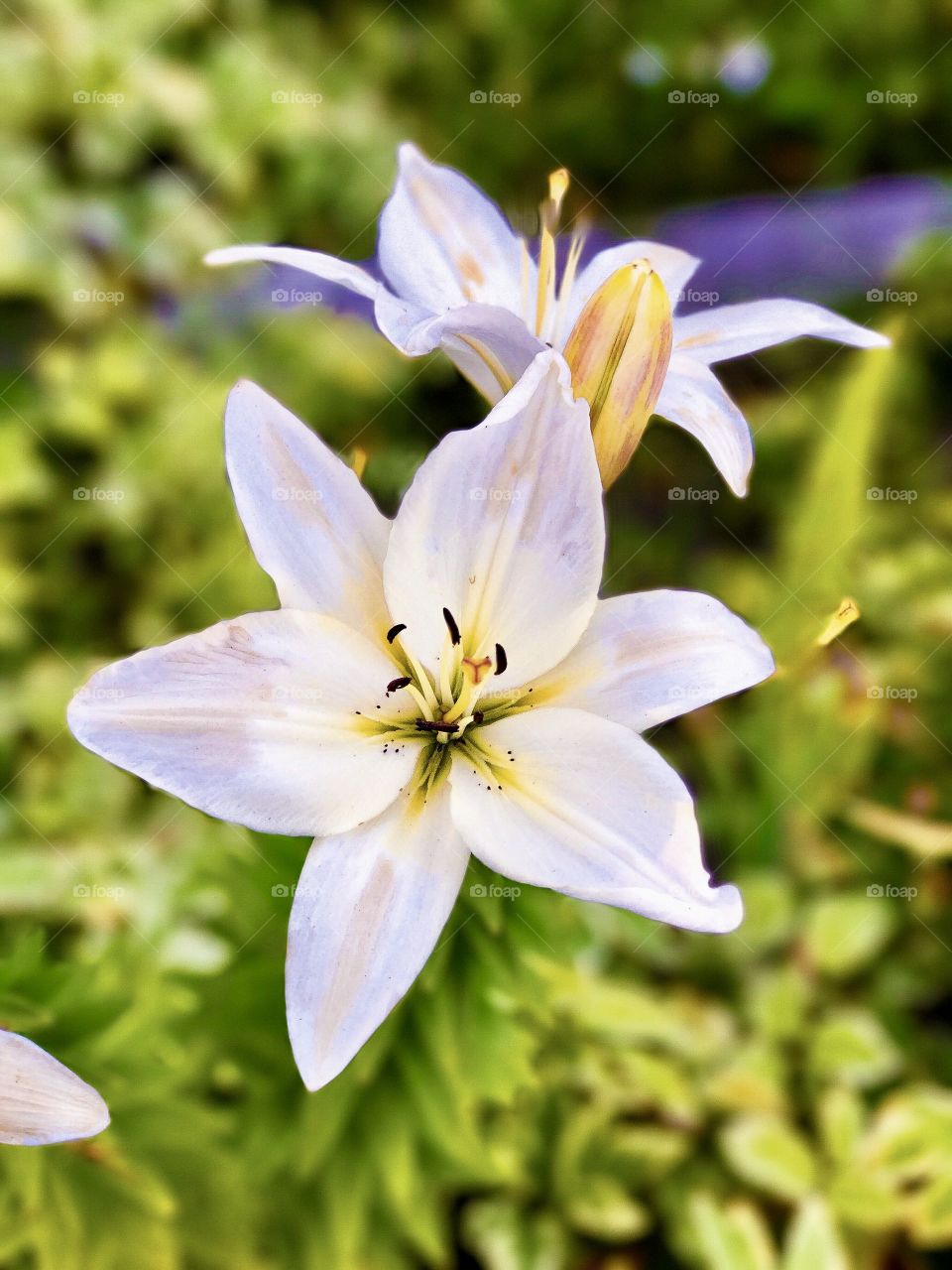 Nature is beautiful, nature is essential to our peace, for it is our home. It is our sanctuary. 