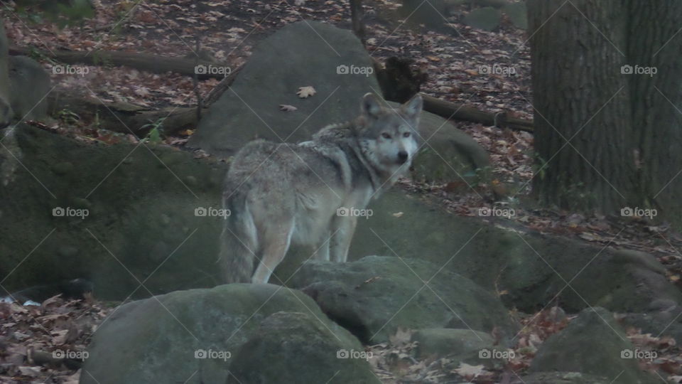 Wolf Looking Back