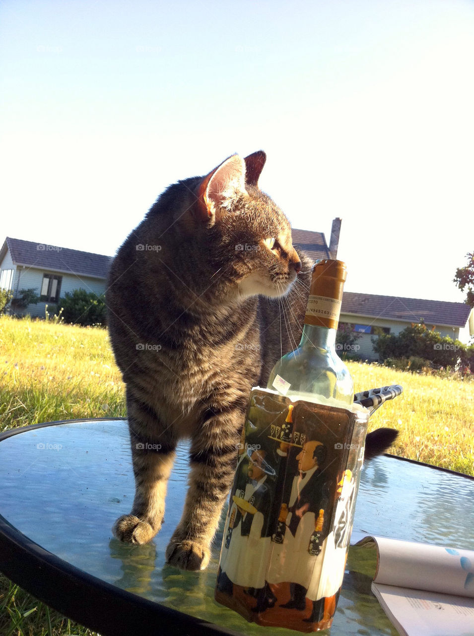 Summer evening with wine and cat