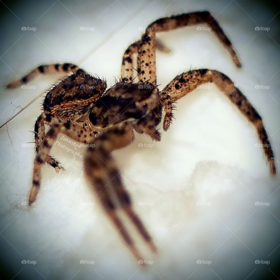 macrospider