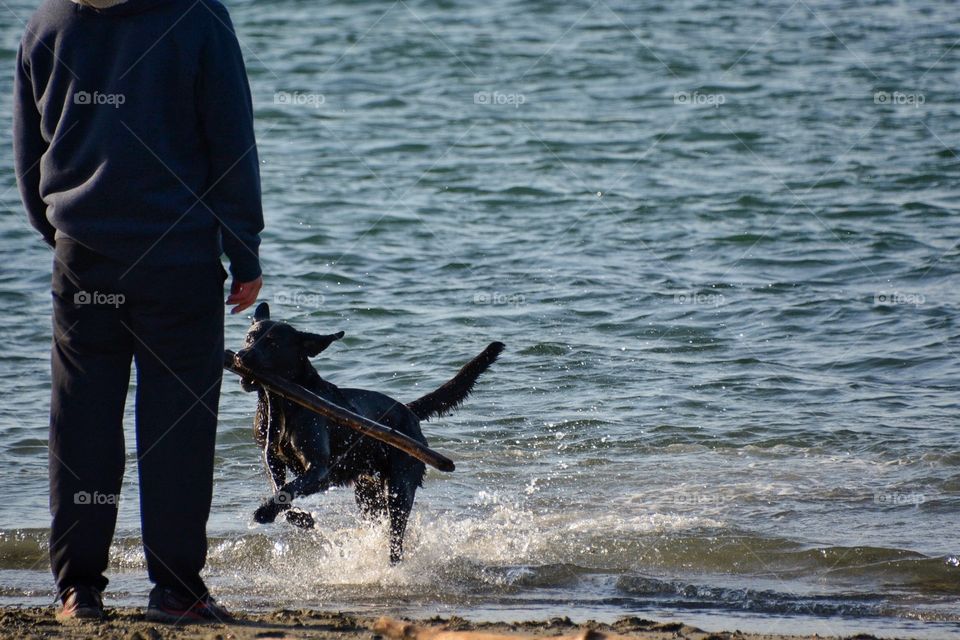 Dog retrieving stick