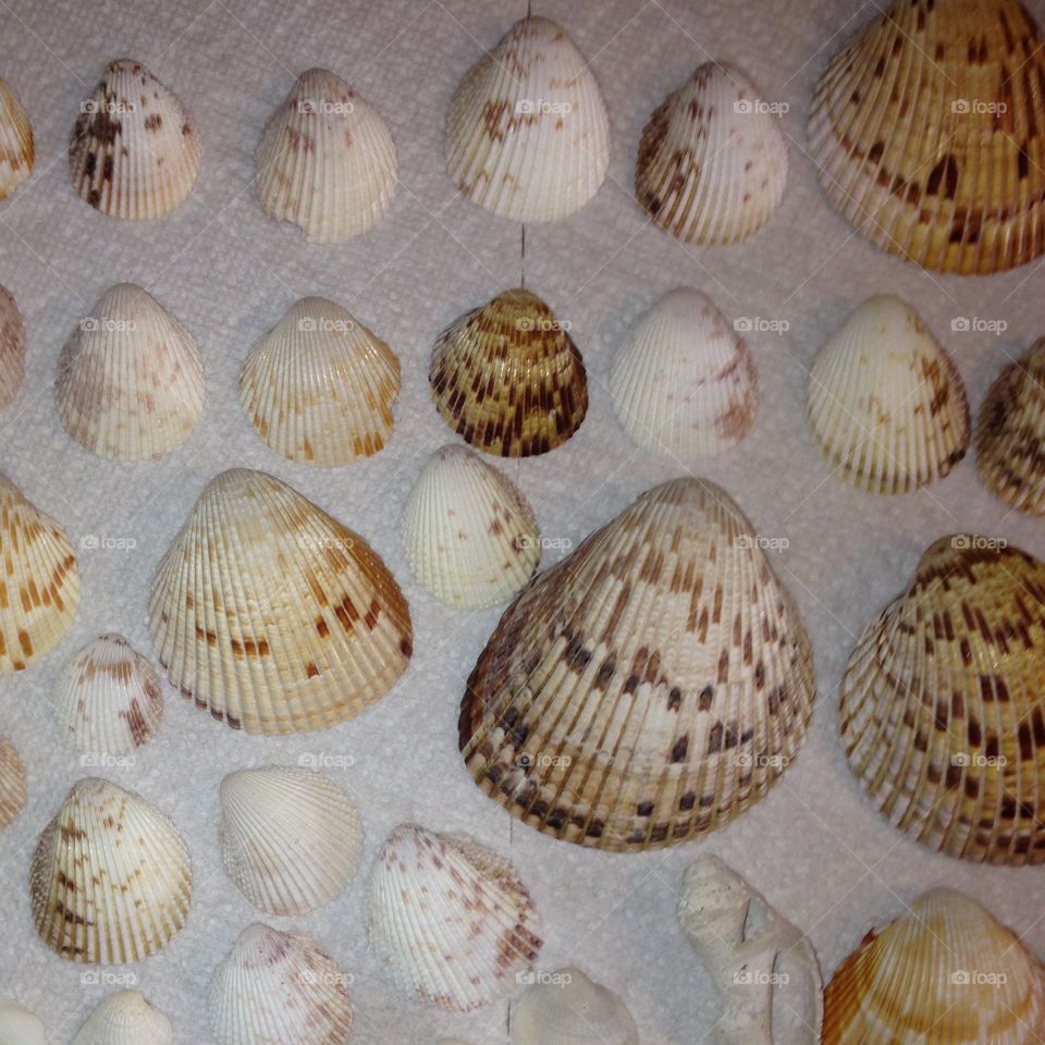 Sea shells