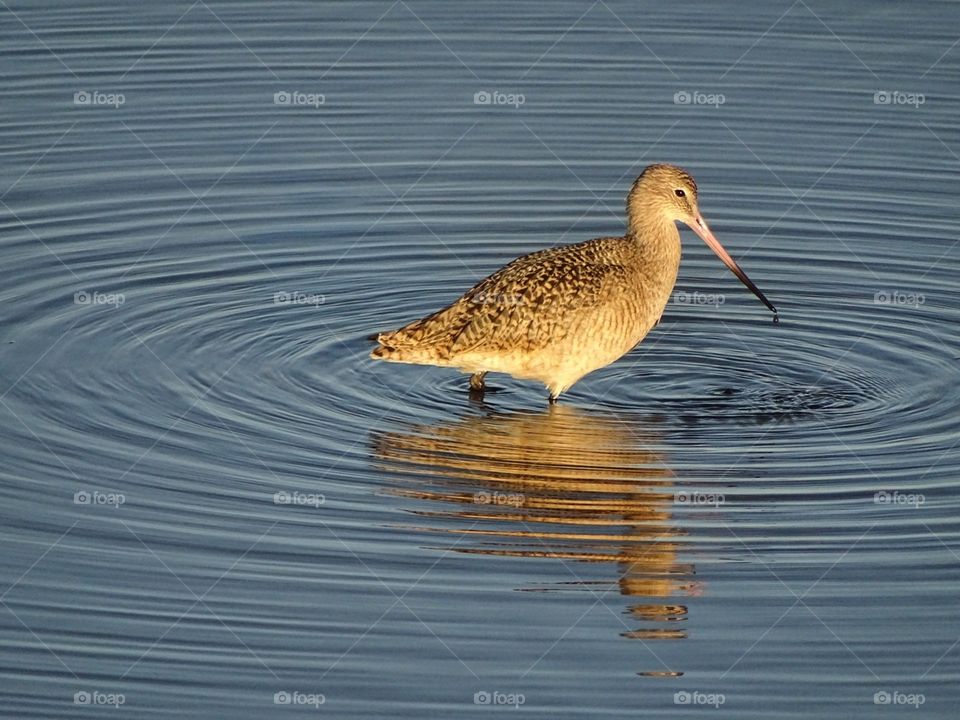 Curlew and water ripples