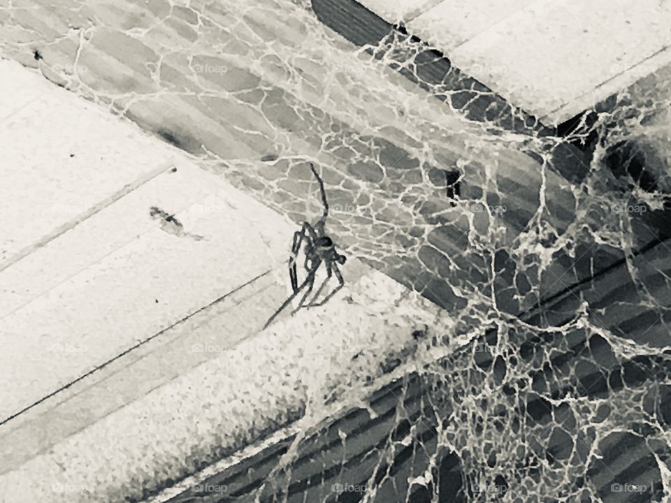 Spider, Monochrome, Spiderweb, Texture, Desktop