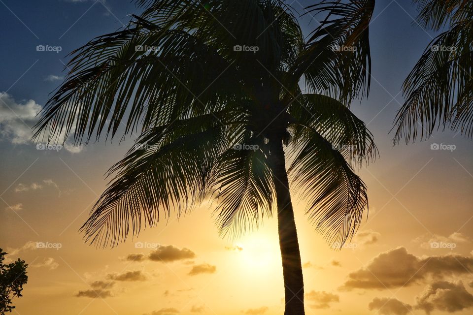 Sunset with a palmtree