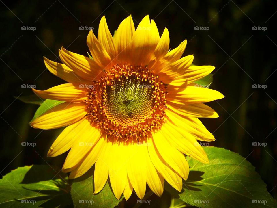 Sunflower