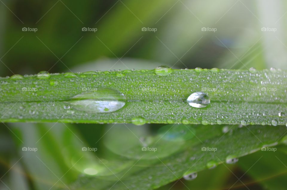 Water drops on leaves