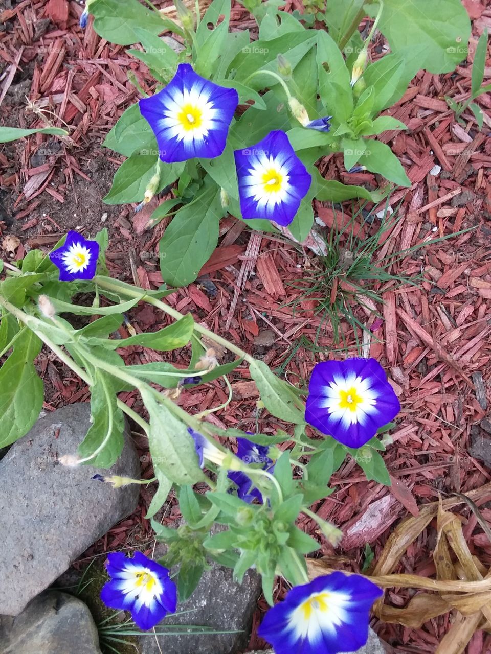 blue flowers