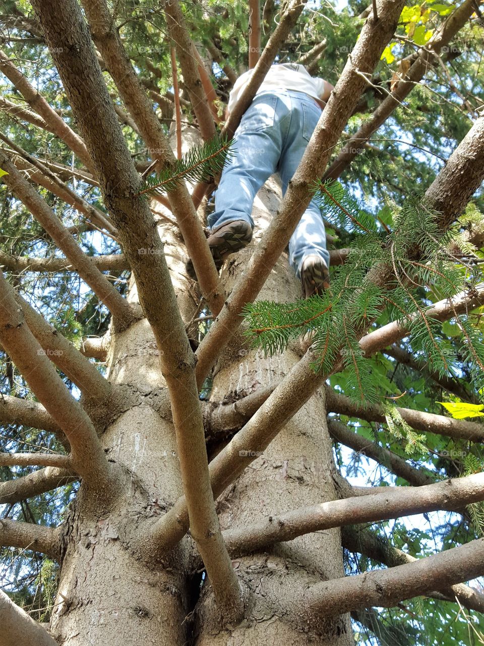 Tree sitting