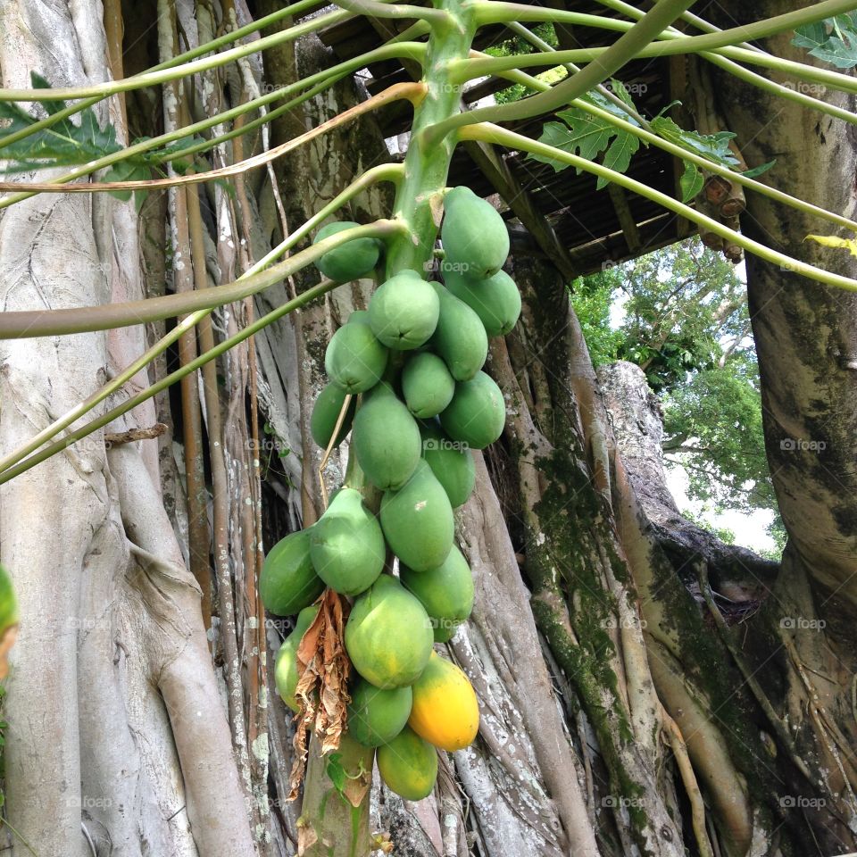Papaya tree 
