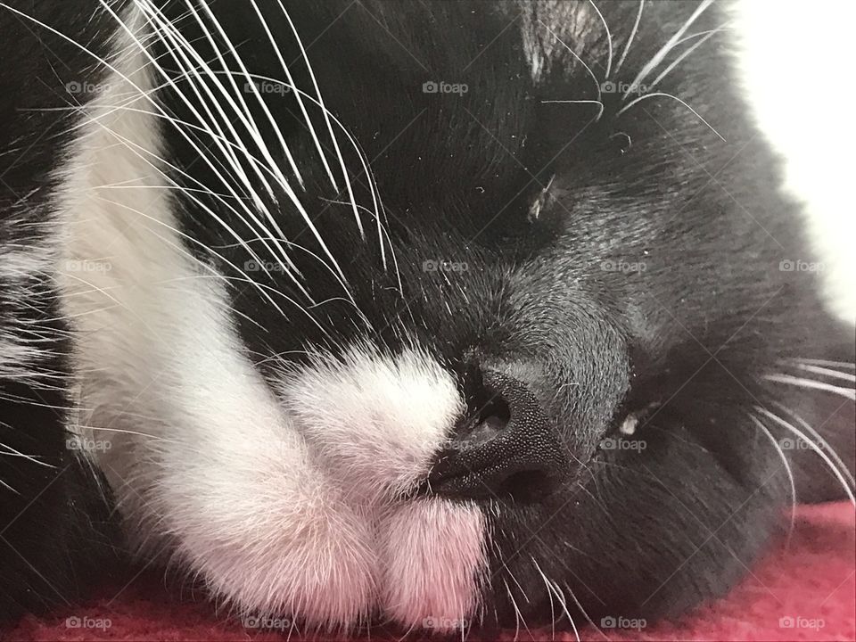 Cat sleeping on its side