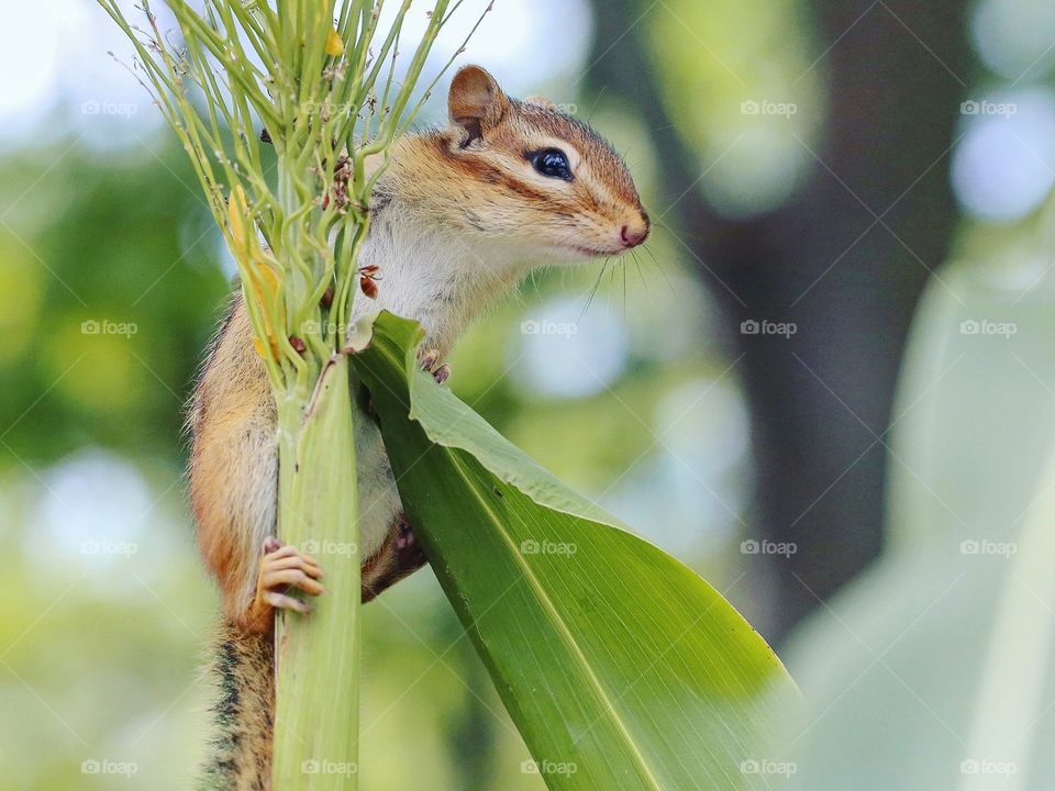 Wild chipmunk on the top of a stock, cute and on the lookout