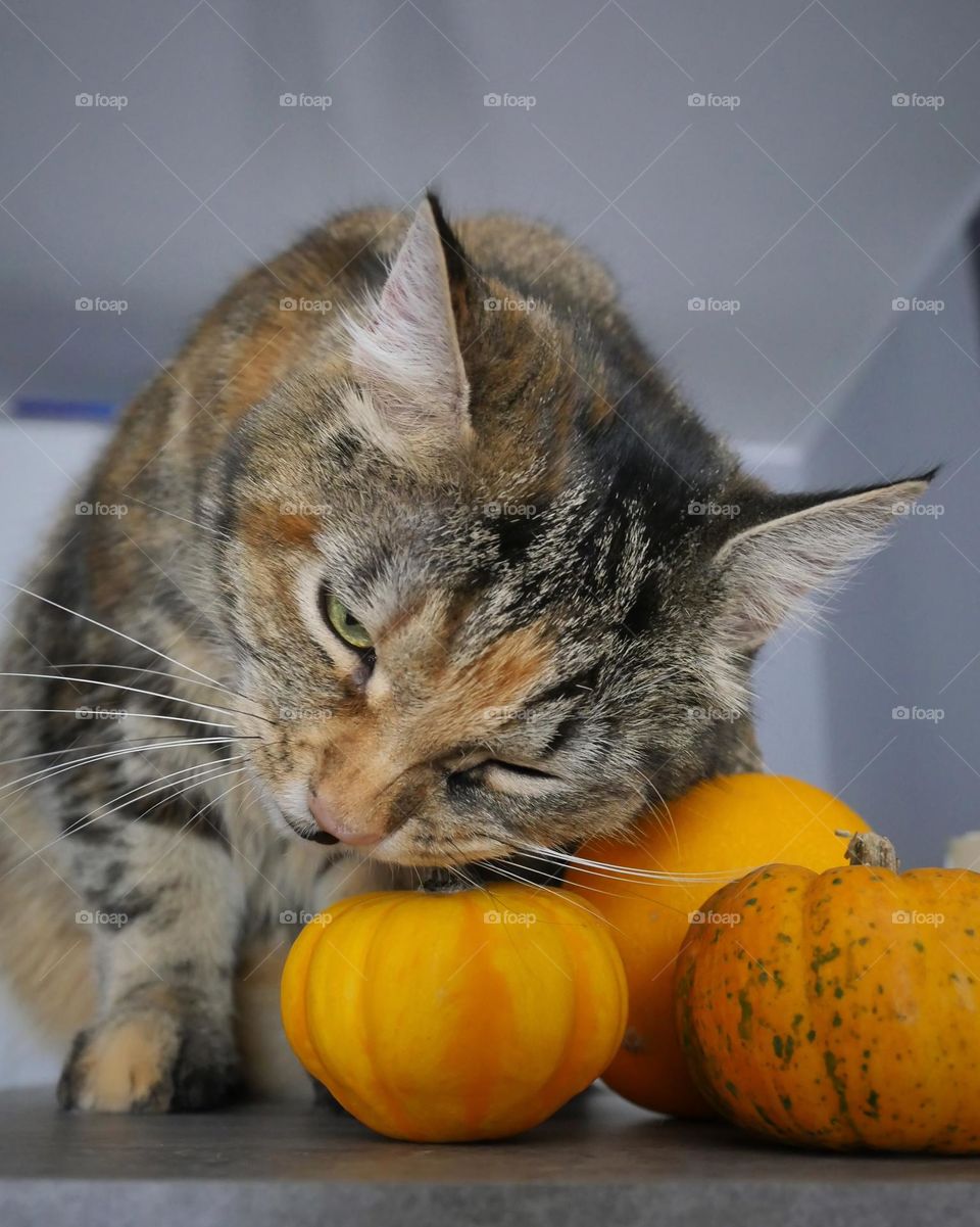 What does a pumpkin taste like?