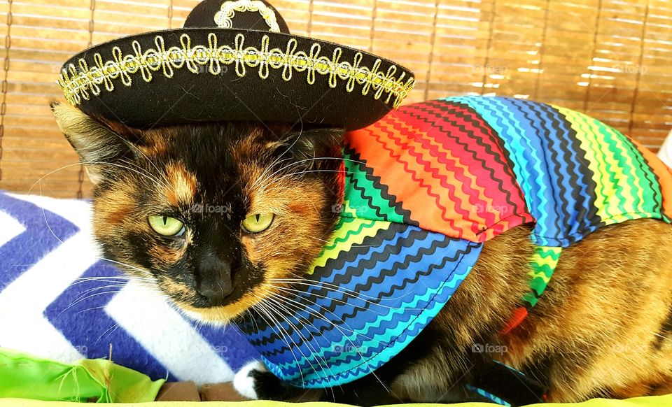 Her name is Cinco so the Mexican theme fits her just right, but she does not seem amused.