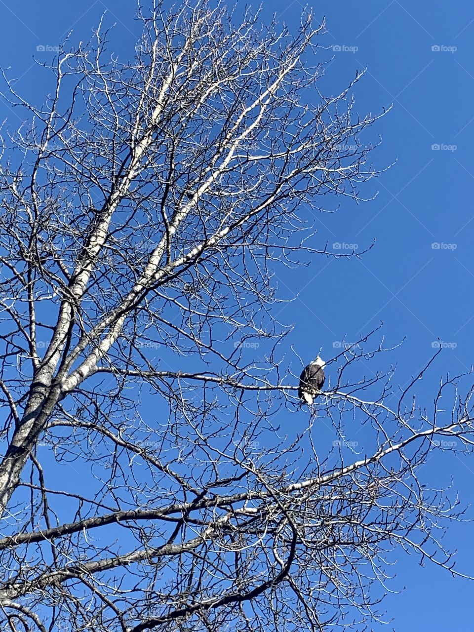 Bald eagle a tree