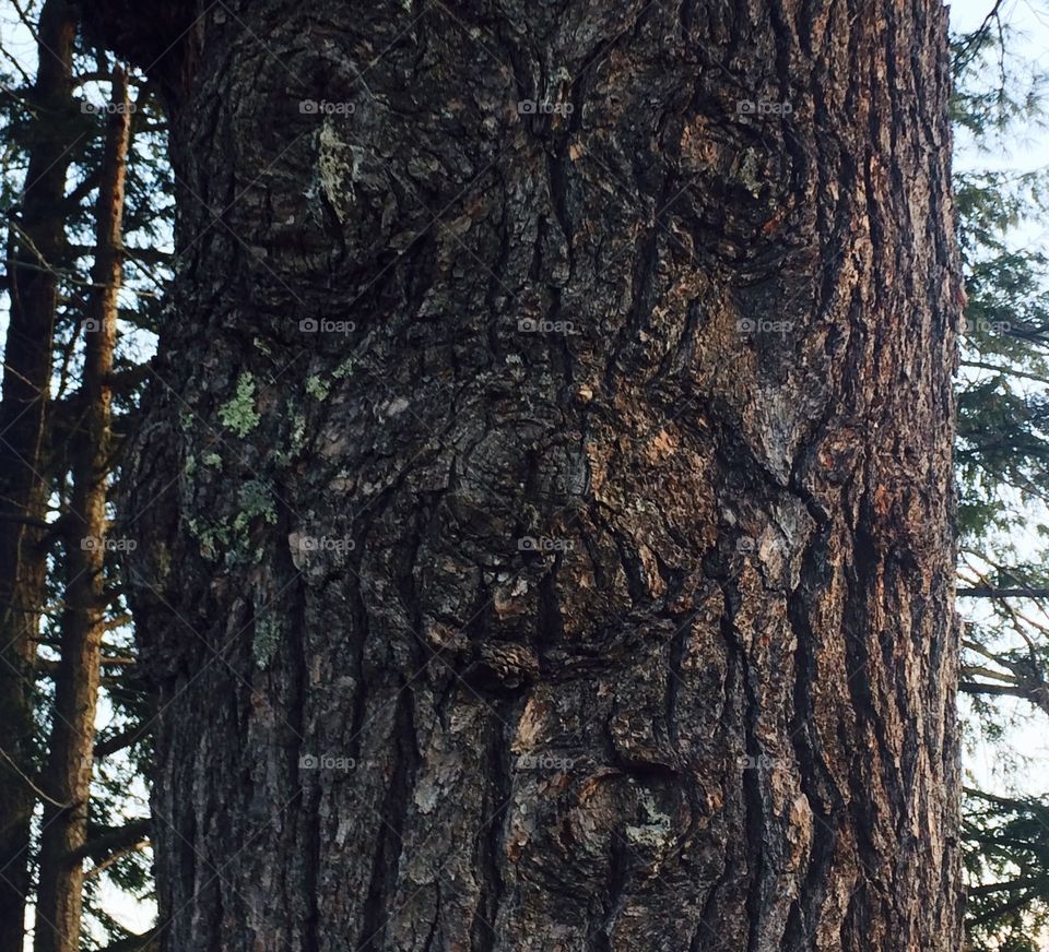 The man in the pine tree