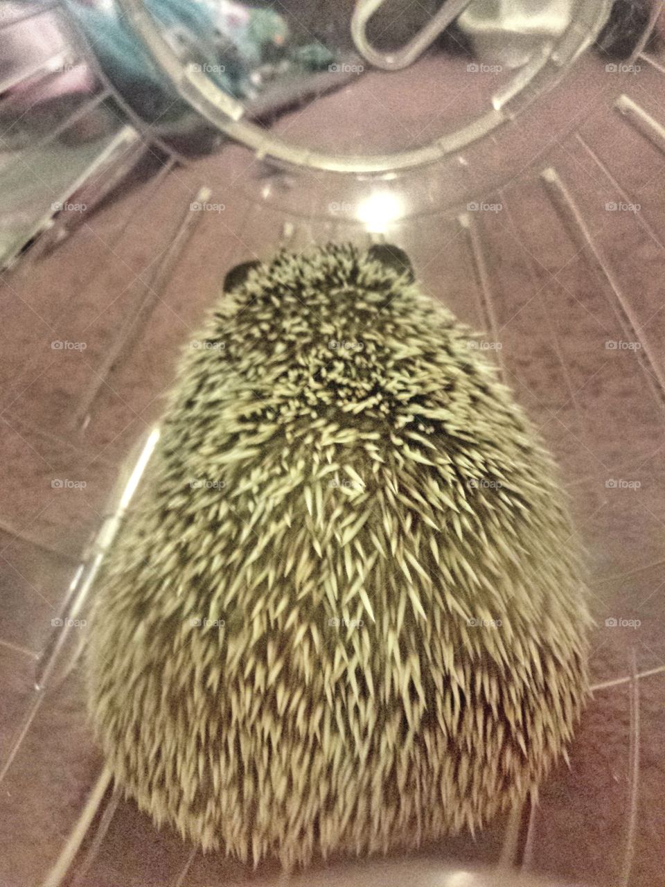 hedgie excercise