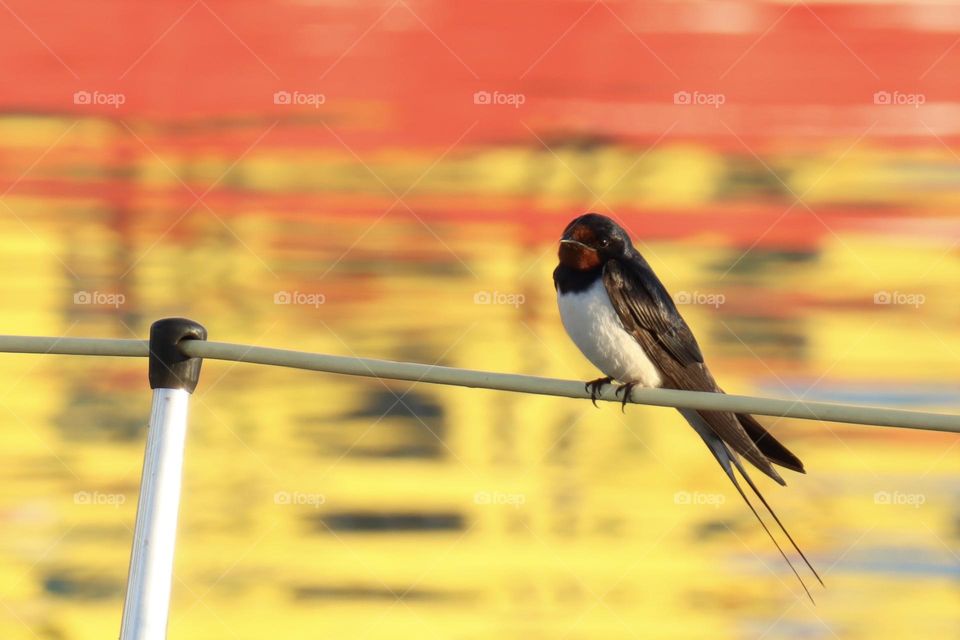 Eine Rauchschwalbe sitzt morgens auf einer Bootsleine, dahinter das Meer mit farbenfrohen Spiegelungen eines Fischerbootes.