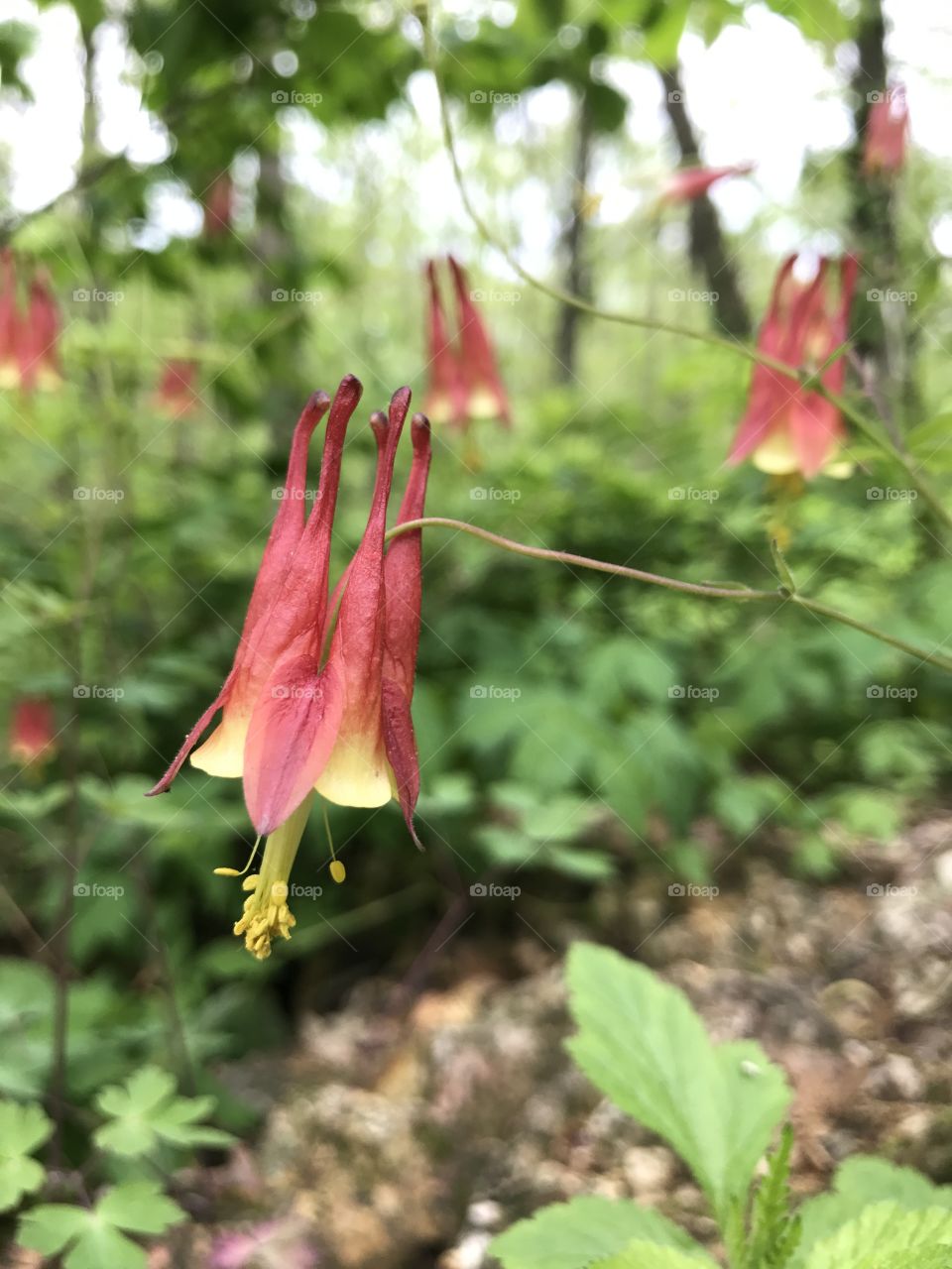 Wild columbine 