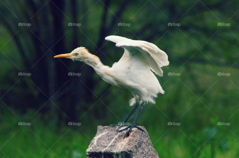 #nikon #nikonphotography #dslr #dslrcamera #dslrphotography #dslrofficial #dslrlover #dslrfansclub #crane #bird #birds #birdsoffoap #birds_captures #nature #birdsofnature #heron