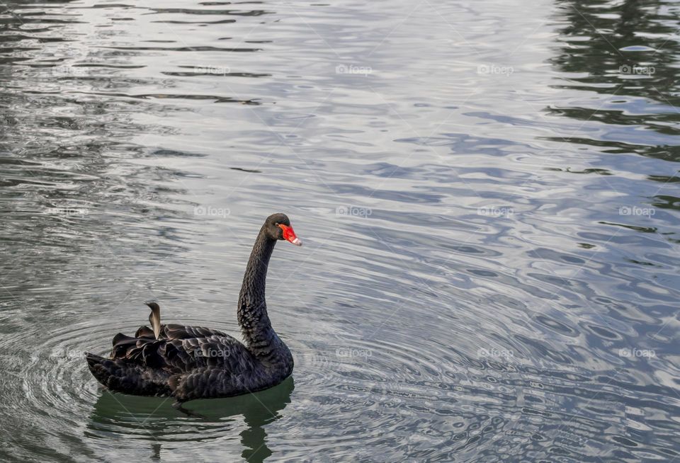 Black Swan on the river in Tomar, Portugal 
