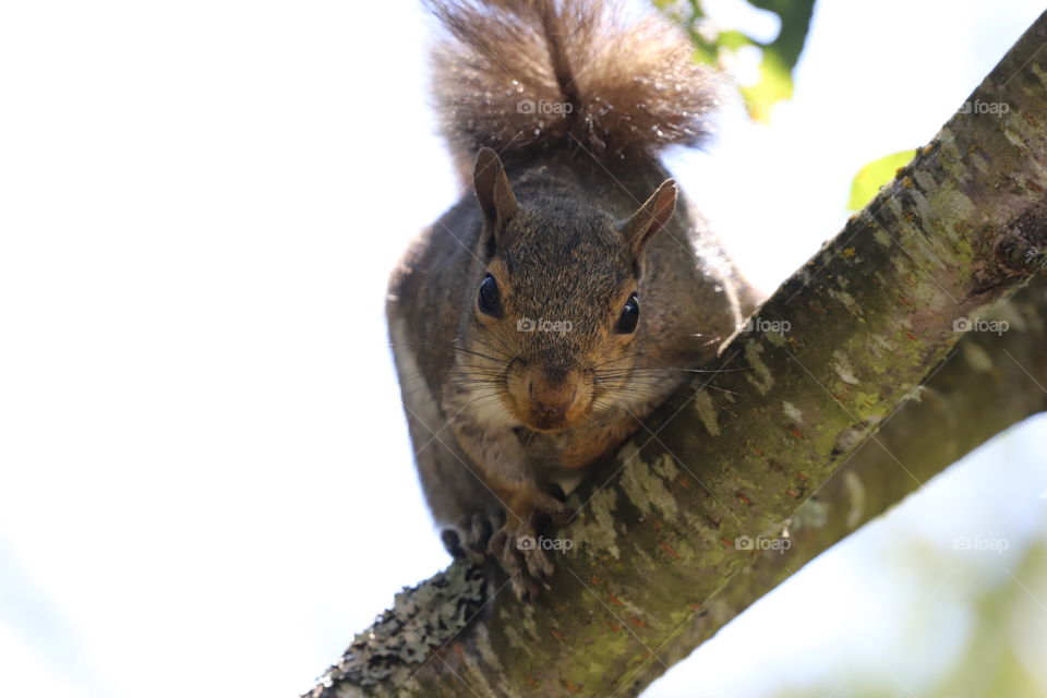 Squirrel on a tree branch , its whiskers shining on sun light