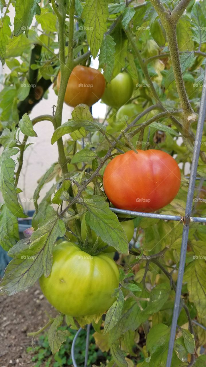 Growing tomatoes